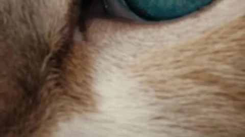 Stock Footage White Cat With Blue Eyes Live Wallpaper - Free Live Wallpaper