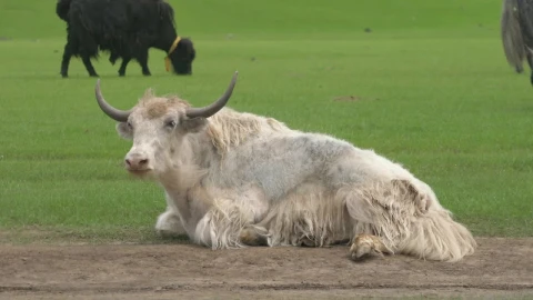 Stock Footage White Bull Resting In The Ground Live Wallpaper - Free Live Wallpaper