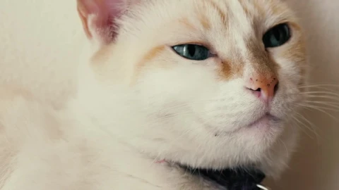 Stock Footage White Blue Eyed Cat Live Wallpaper - Free Live Wallpaper
