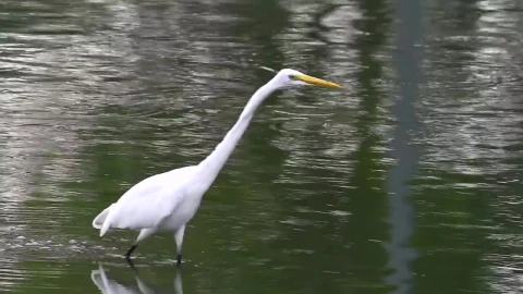 Stock Footage White Bird Walking Through A Lake Live Wallpaper - Free Live Wallpaper