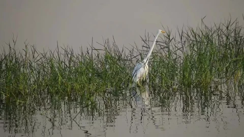 Stock Footage White Bird Between The Grass In The Lake Live Wallpaper - Free Live Wallpaper