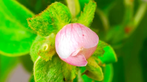 Stock Footage White Apple Flower Opens Live Wallpaper - Free Live Wallpaper