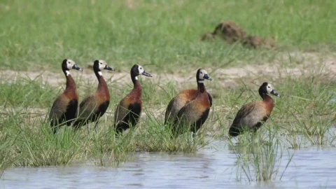 Stock Footage Whistling Ducks Around A Lake Live Wallpaper - Free Live Wallpaper