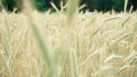 Stock Footage Wheat Waving Gently In Slow Motion Live Wallpaper - Free Live Wallpaper