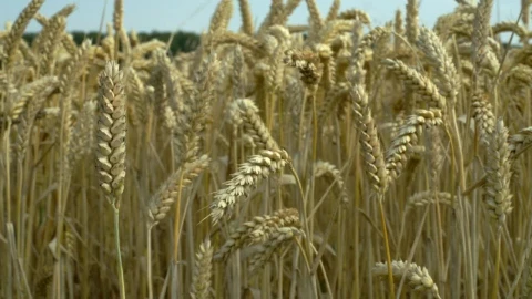 Stock Footage Wheat Swaying In The Wind Live Wallpaper - Free Live Wallpaper