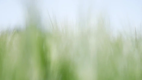 Stock Footage Wheat Plants Blowing In The Wind Live Wallpaper - Free Live Wallpaper