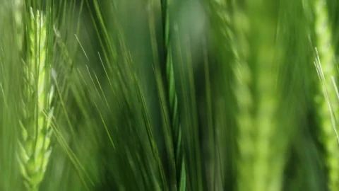 Stock Footage Wheat Moving In The Breeze Live Wallpaper - Free Live Wallpaper