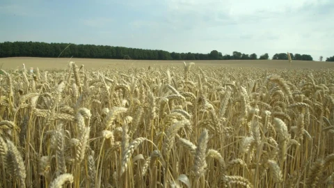 Stock Footage Wheat Field Ready For Harvesting Live Wallpaper - Free Live Wallpaper