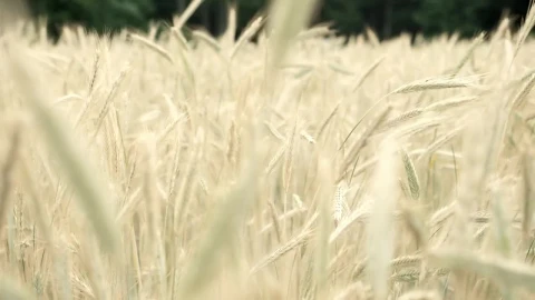Stock Footage Wheat Field Moved By The Wind Live Wallpaper - Free Live Wallpaper