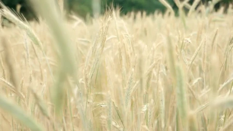 Stock Footage Wheat Field Live Wallpaper - Free Live Wallpaper