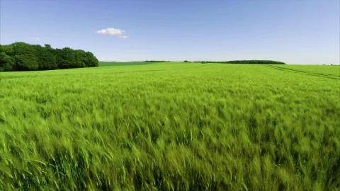 Stock Footage Wheat Field Growing In Summer Live Wallpaper - Free Live Wallpaper