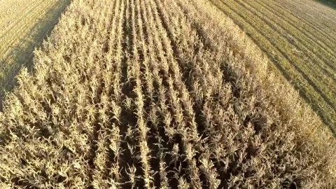 Stock Footage Wheat Field Being Harvested Live Wallpaper - Free Live Wallpaper