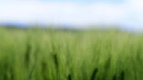 Stock Footage Wheat During The Summer Live Wallpaper - Free Live Wallpaper