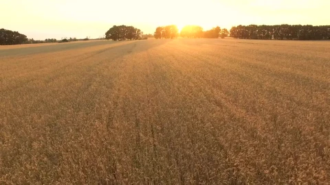 Stock Footage Wheat Field At Sunrise Live Wallpaper - Free Live Wallpaper