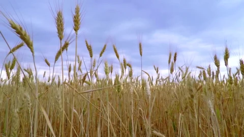 Stock Footage Wheat Crops And The Sky Live Wallpaper - Free Live Wallpaper