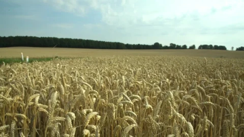 Stock Footage Wheat Before Harvest Live Wallpaper - Free Live Wallpaper