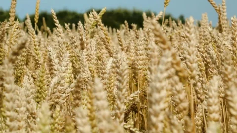 Stock Footage What Swaying In A Gentle Wind Live Wallpaper - Free Live Wallpaper