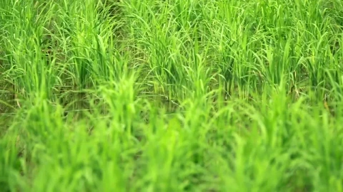 Stock Footage Wetlands Full Of Grass Live Wallpaper - Free Live Wallpaper