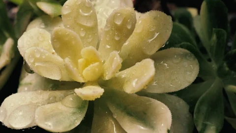 Stock Footage Wet White Succulent Close Up Live Wallpaper - Free Live Wallpaper
