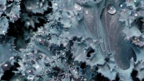 Stock Footage Wet Purple Lettuce Live Wallpaper - Free Live Wallpaper