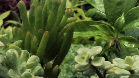 Stock Footage Wet Green Plants Live Wallpaper - Free Live Wallpaper