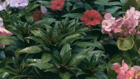 Stock Footage Wet Flowers With Green Leaves Live Wallpaper - Free Live Wallpaper