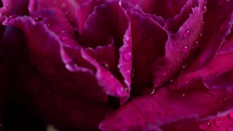 Stock Footage Wet Flowers With Close Up View Live Wallpaper - Free Live Wallpaper