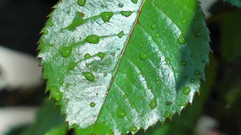 Stock Footage Wet Branch With Leaves And Thorns Live Wallpaper - Free Live Wallpaper