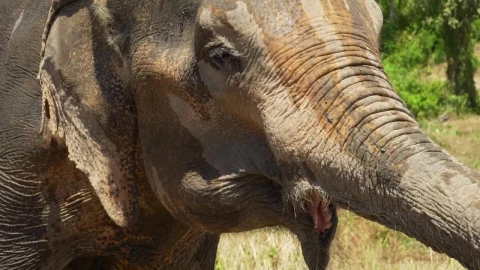 Stock Footage Wet Elephant In The Savanna Live Wallpaper - Free Live Wallpaper