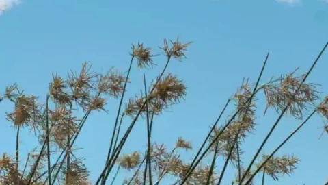 Stock Footage Weeds Waving In The Breeze Live Wallpaper - Free Live Wallpaper