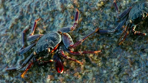Stock Footage Waves Crashing On A Rock With Crabs Live Wallpaper - Free Live Wallpaper