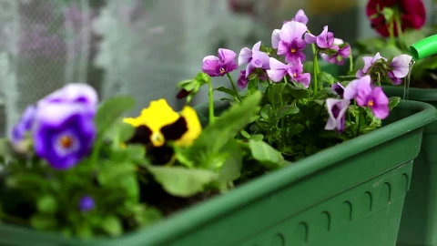 Stock Footage Watering The Flowers With A Green Recipient Live Wallpaper - Free Live Wallpaper