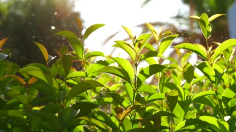 Stock Footage Watering Plants In A Small Garden Live Wallpaper - Free Live Wallpaper