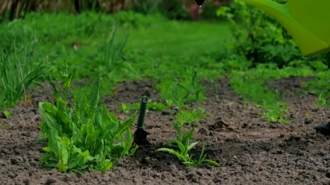 Stock Footage Watering Plants In A Garden Live Wallpaper - Free Live Wallpaper