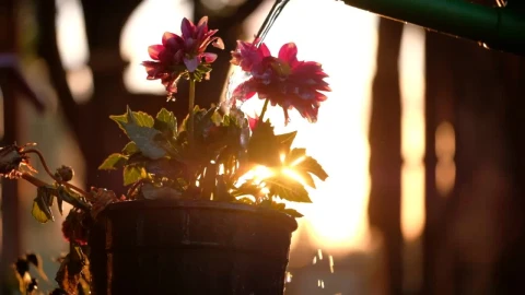 Stock Footage Watering A Flower Pot Live Wallpaper - Free Live Wallpaper