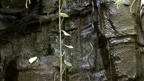 Stock Footage Water Trickling Down A Rock Wall Live Wallpaper - Free Live Wallpaper