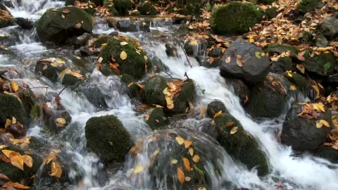 Stock Footage Water Running Through Stream Rocks And Leaves Live Wallpaper - Free Live Wallpaper