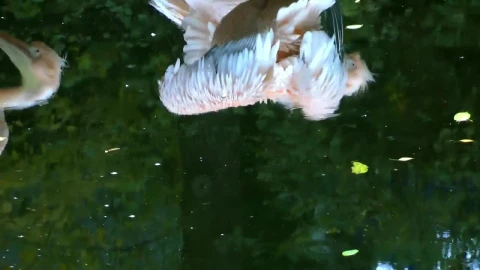 Stock Footage Water Reflection Of Some Pelicans Live Wallpaper - Free Live Wallpaper