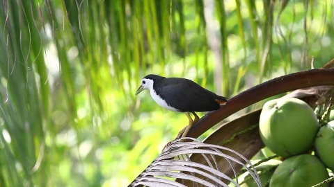 Stock Footage Water Hen In A Fruit Tree Live Wallpaper - Free Live Wallpaper