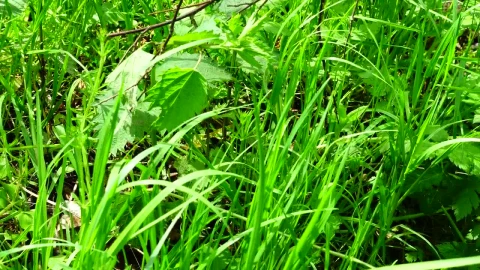 Stock Footage Water Flowing Through A Meadow Live Wallpaper - Free Live Wallpaper