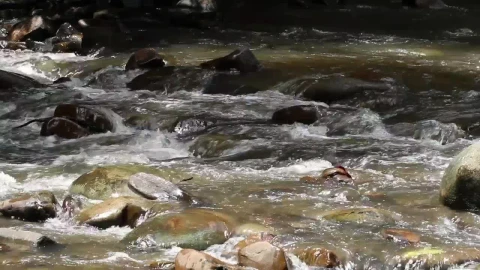 Stock Footage Water Flowing Over Rocks And Logs Live Wallpaper - Free Live Wallpaper