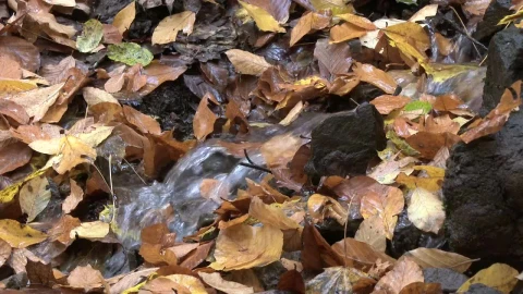 Stock Footage Water Flowing Between Autumn Leaves Live Wallpaper - Free Live Wallpaper