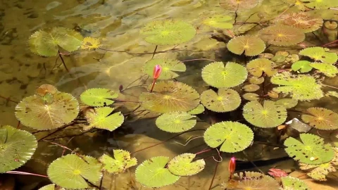Stock Footage Water Flowing Below Plants Live Wallpaper - Free Live Wallpaper