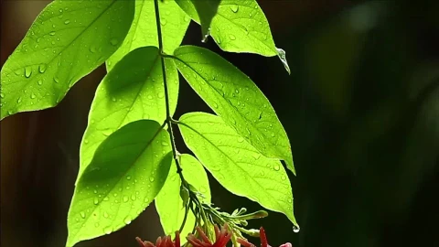 Stock Footage Water Drops Through Green Leaves Live Wallpaper - Free Live Wallpaper