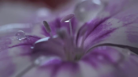 Stock Footage Water Drops On A Flower Detail View Live Wallpaper - Free Live Wallpaper