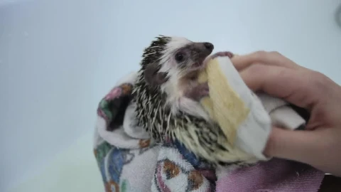 Stock Footage Washing A Pet Hedgehog Live Wallpaper - Free Live Wallpaper