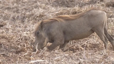 Stock Footage Warthog Digging For Food Live Wallpaper - Free Live Wallpaper