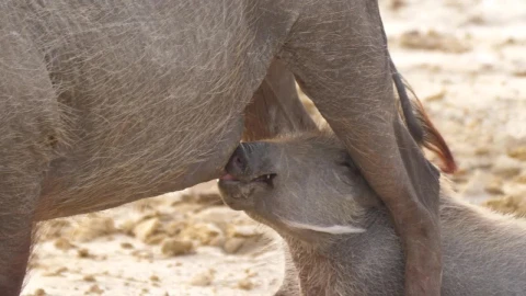 Stock Footage Warthog Baby Drinking Milk From His Mom Live Wallpaper - Free Live Wallpaper