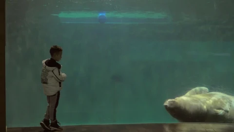 Stock Footage Walrus Looking At A Child Live Wallpaper - Free Live Wallpaper