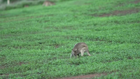 Stock Footage Wallaby Grazing Live Wallpaper - Free Live Wallpaper